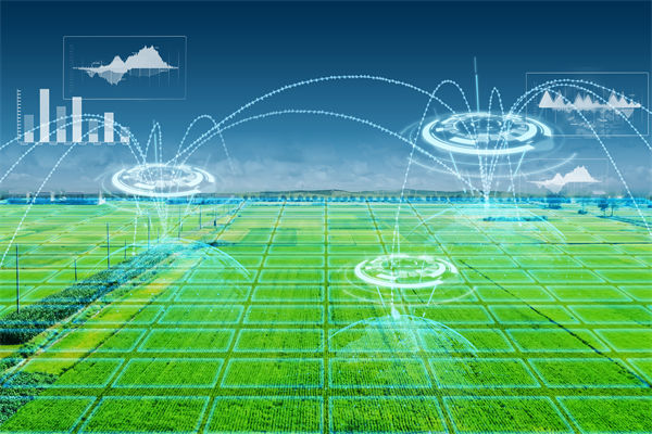 溫州種出2.1米高巨型水稻，精益生產(chǎn)怎么看？